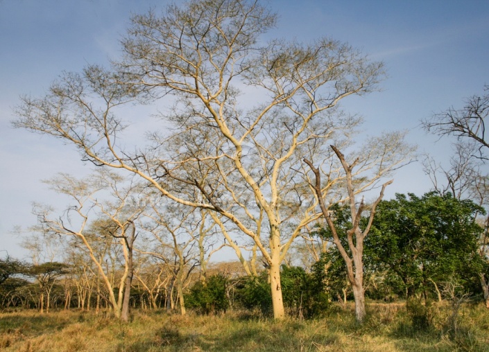 Fever Trees (Acacia xanthophloea)
