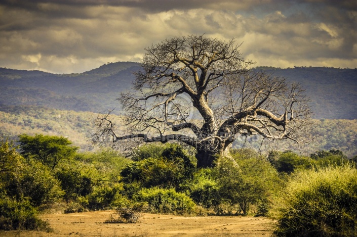 Baobab Tree, Zambia