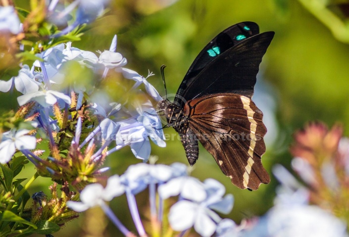 Blue-banded Swallowtail Butterfly  feeding on Plumbago nectar