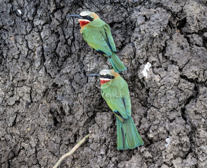 White-fronted Bee-eaters