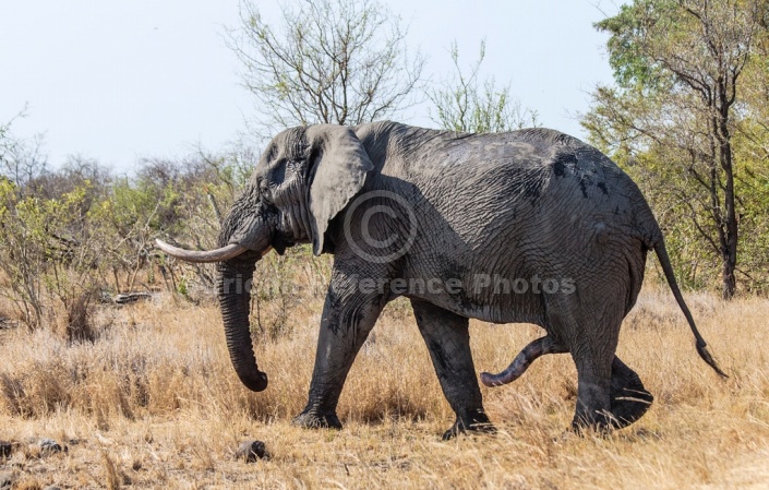 Elephant, Kruger National Park