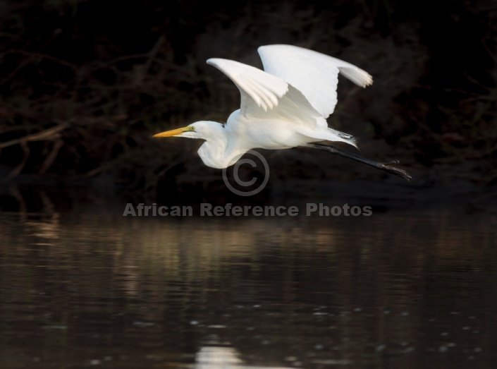 Great Egret Flying Over Water