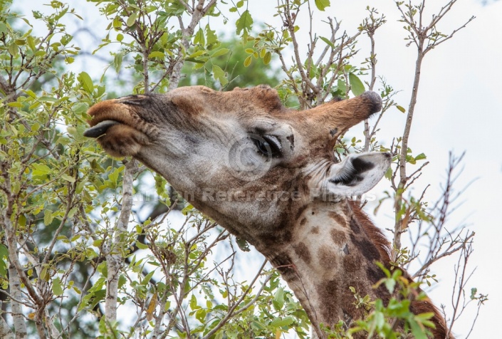 Giraffe using tongue to pluck leaves