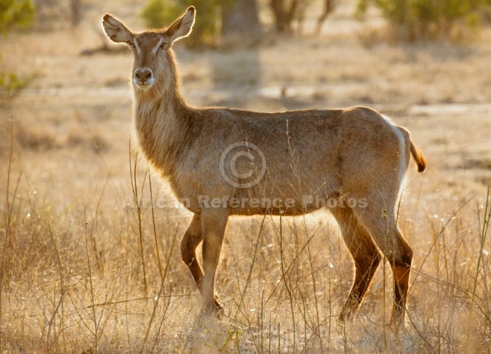 Waterbuck Female