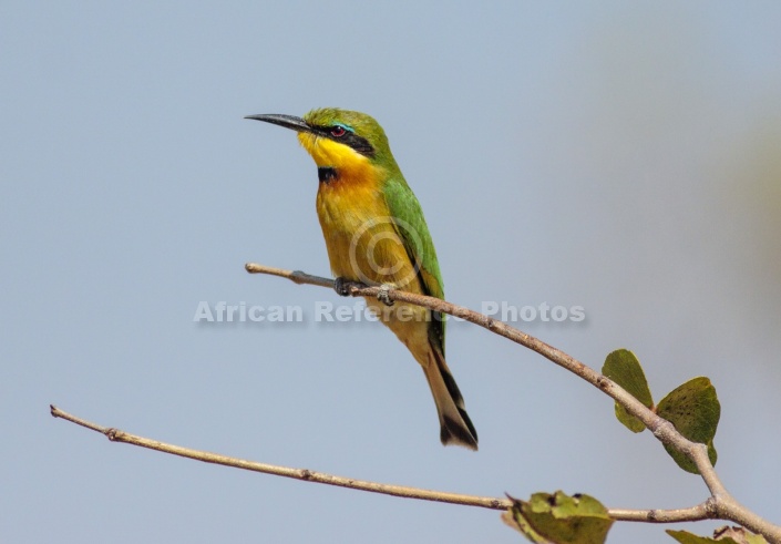 Little Bee-eater