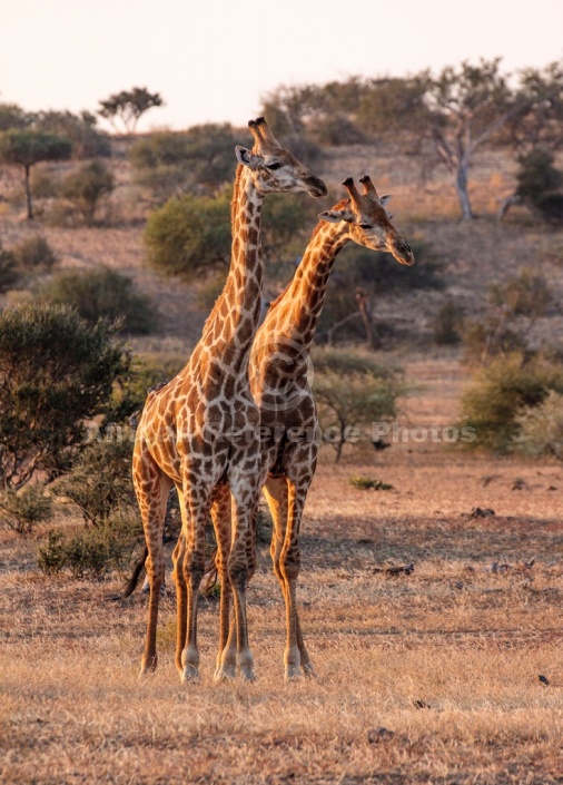 Male Giraffe Pair in Warm Light