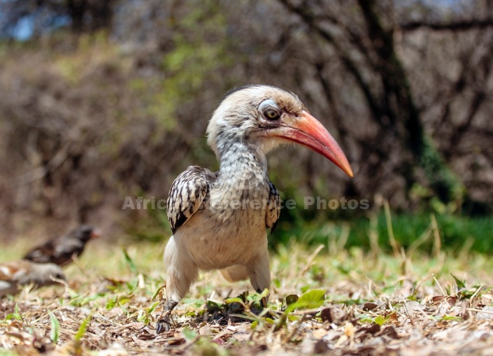 Red-billed Hornbill, Close-up