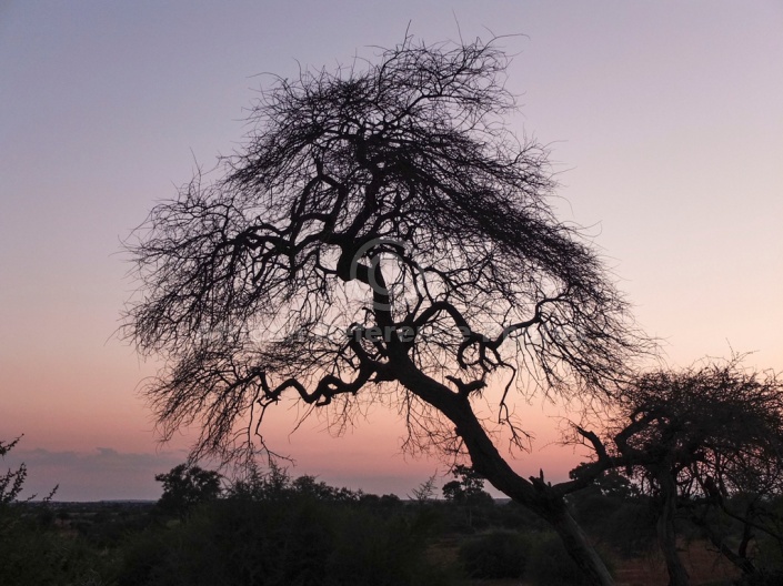 Tree at Sundown