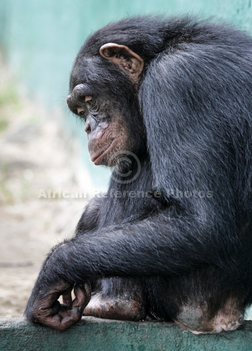 Chimpanzee Crouching Against Wall