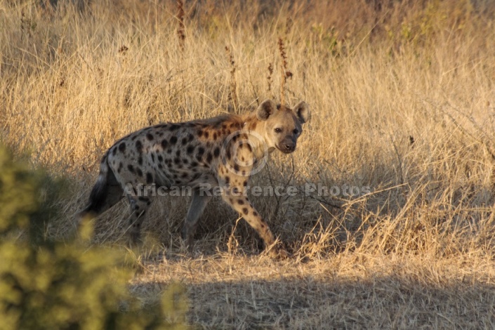 Spotted Hyena