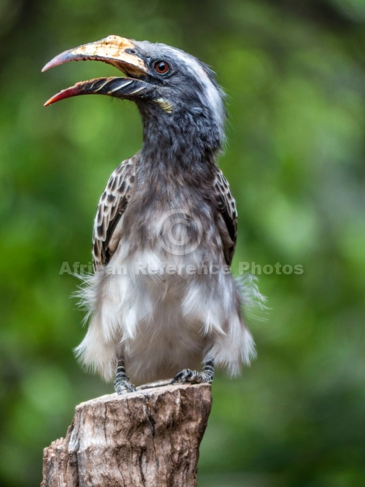 African Grey Hornbill with Open Bill