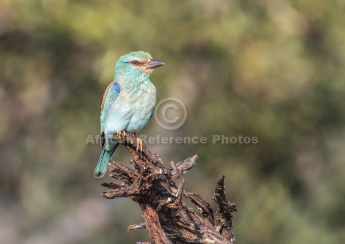 European Roller