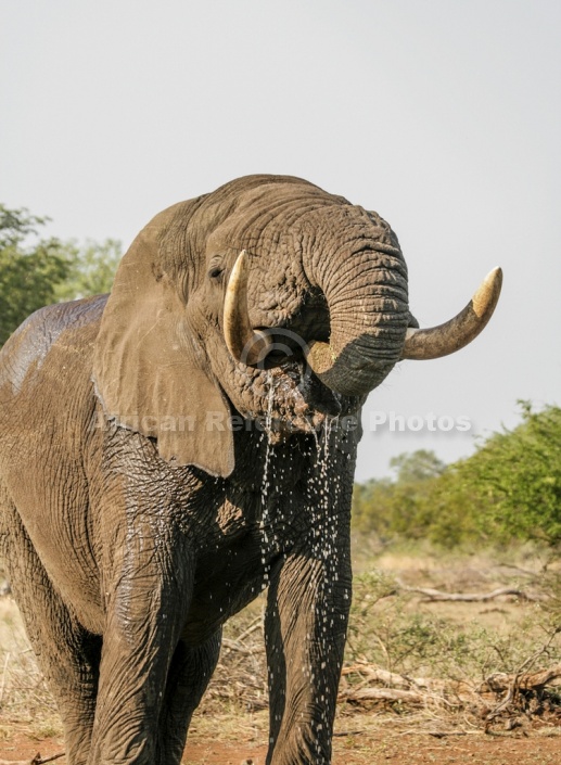 African Elephant Slaking Thirst