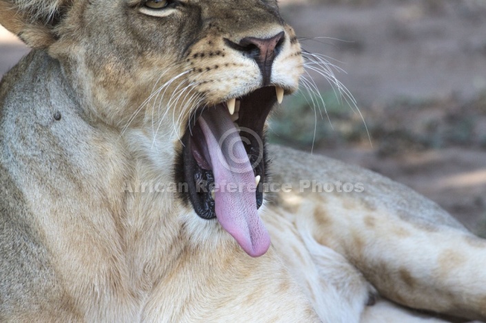 Lioness Yawning, Close-up