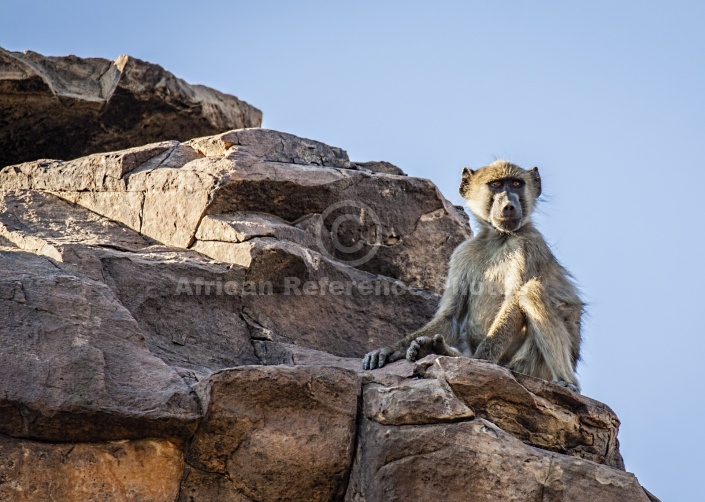 Chacma Baboon