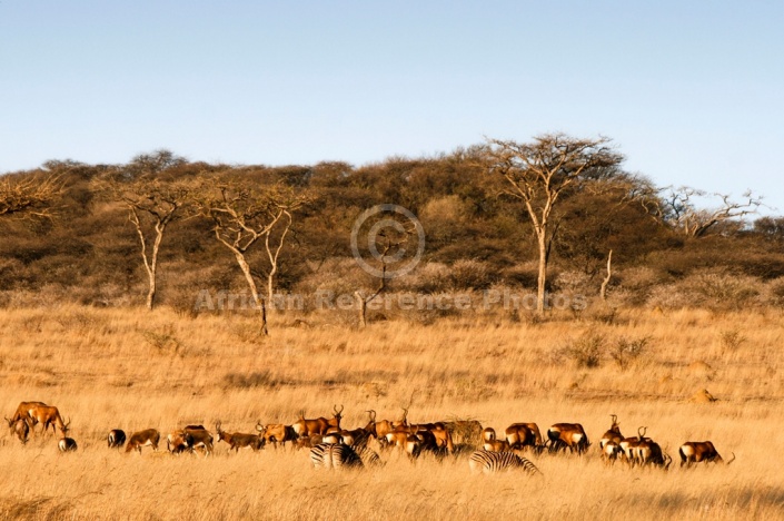 African Acacia Trees with Zebras and Antelope