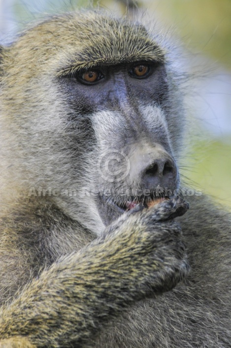 Baboon Sucking on Pod