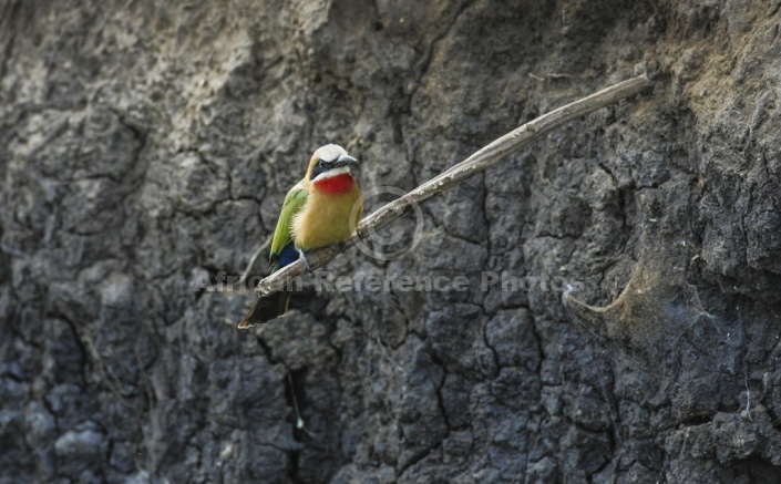 White-fronted bee-eater