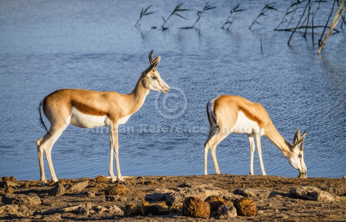 Springbok Pair at Waterhole