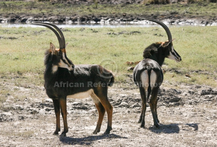 Sable Antelope