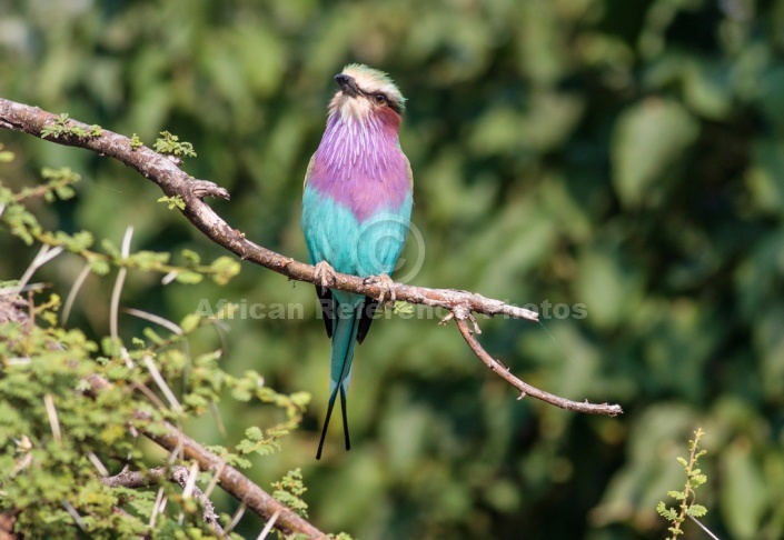 Lilac-Breasted Roller Looking Up