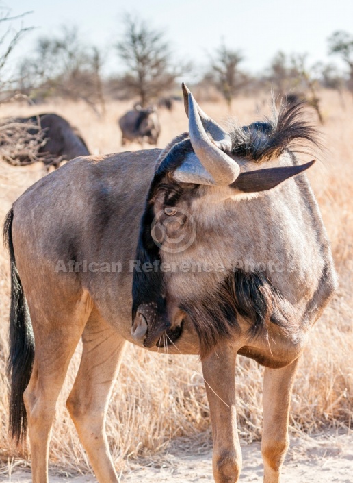 Blue Wildebeest, Head and Neck