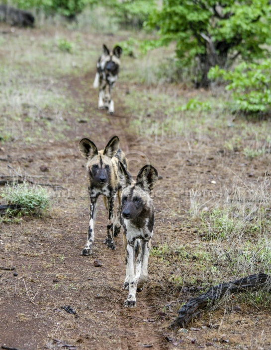 Wild Dogs in a Row
