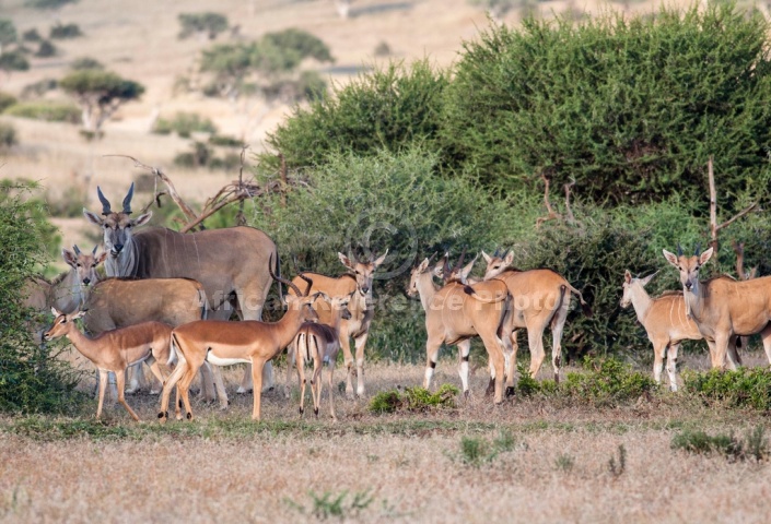 Eland