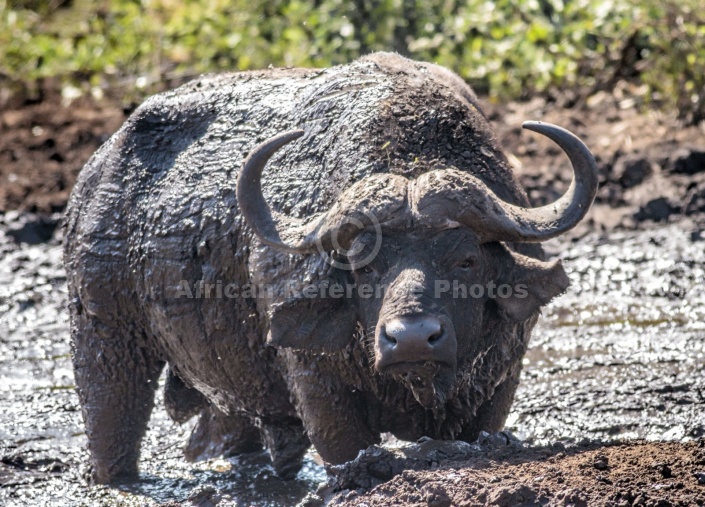 Buffalo Bull in Mud Wallow