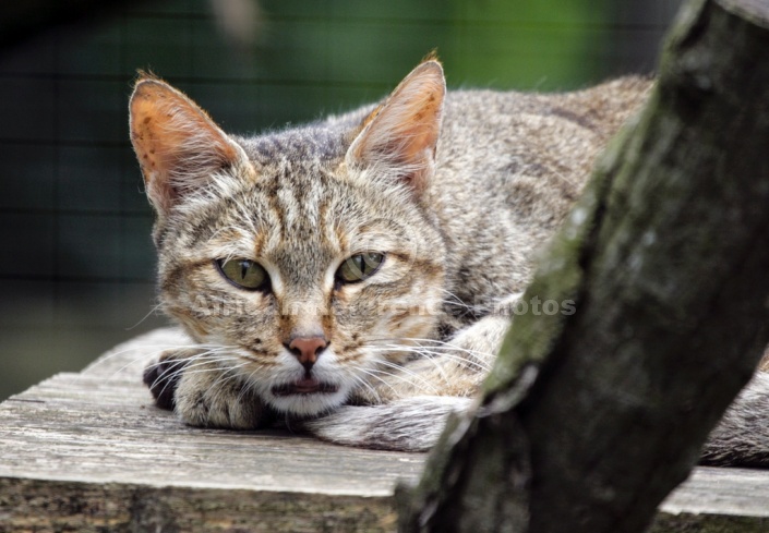 African Wild Cat