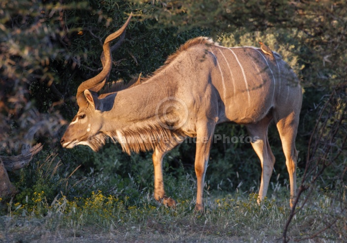Male Kudu