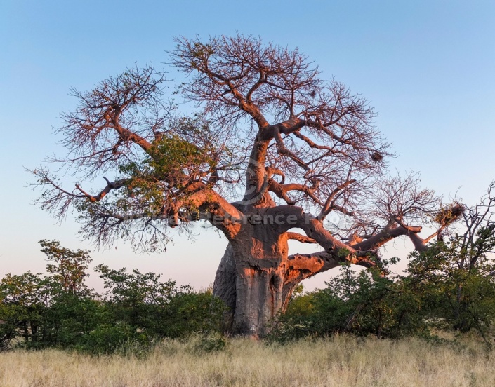 Baobab Tree at Sunset
