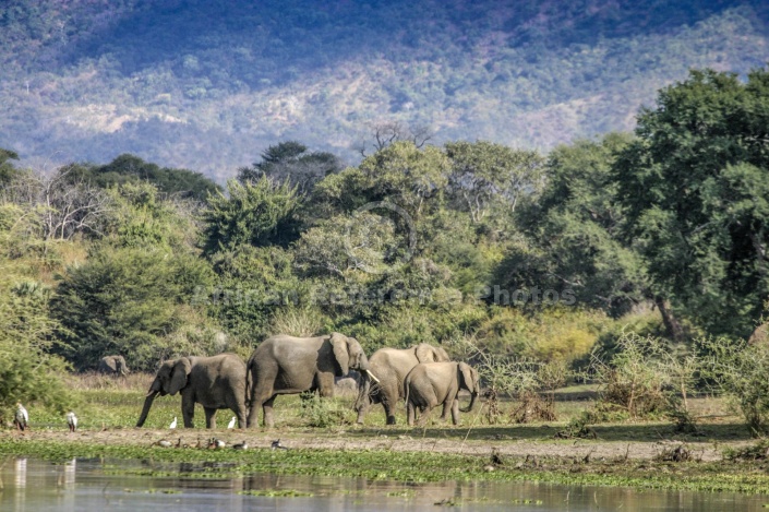 Elephant Group Feeding