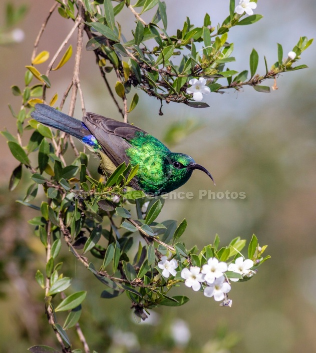 Southern Double-collared Sunbird, Top View