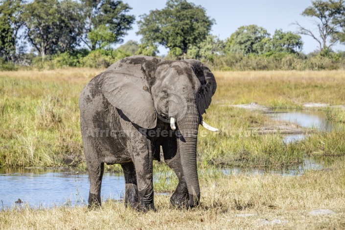 Elephant on River Bank