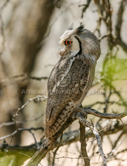 Southern White-faced Owl