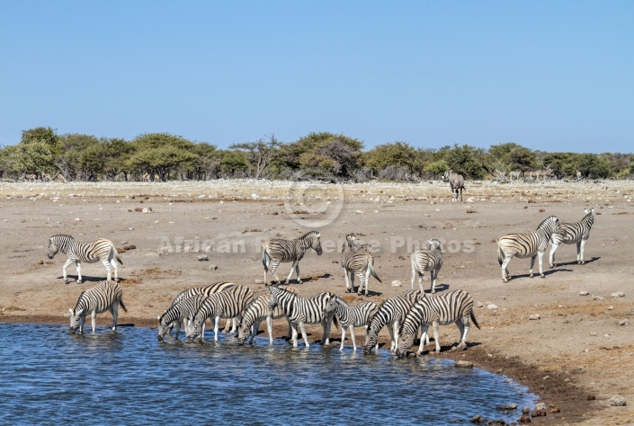 Zebra Herd Milling Around Waterhole