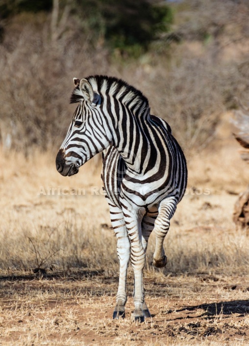 Zebra Standing with Front Leg Raised