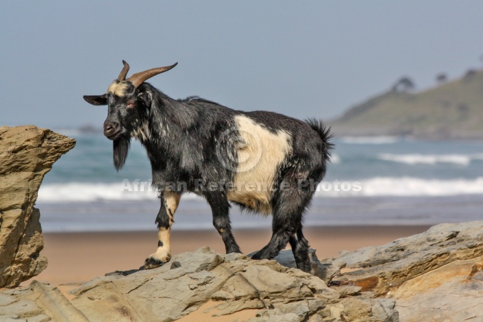 Goat on Rocks with Sea in Background