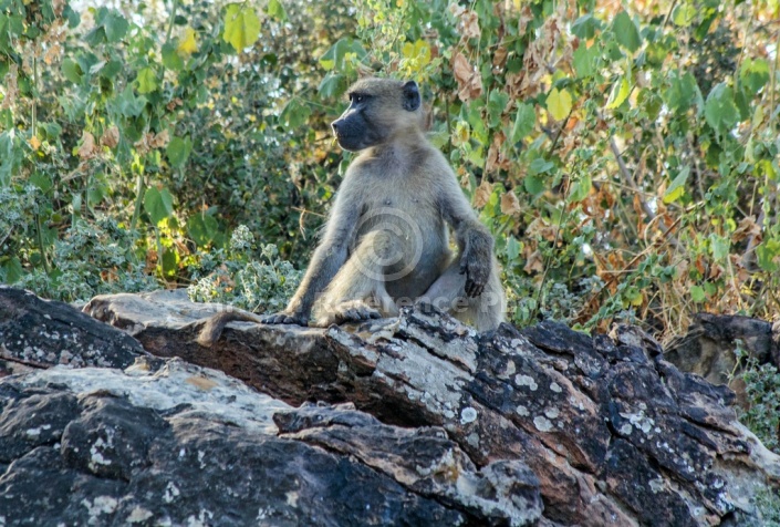 Chacma Baboon