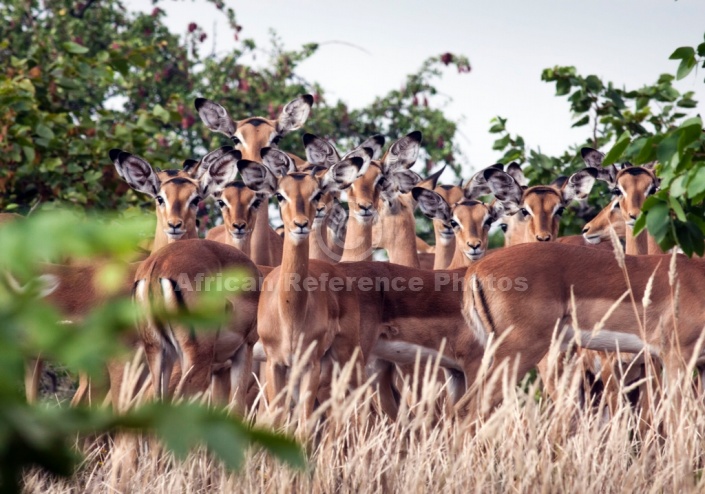 Impala