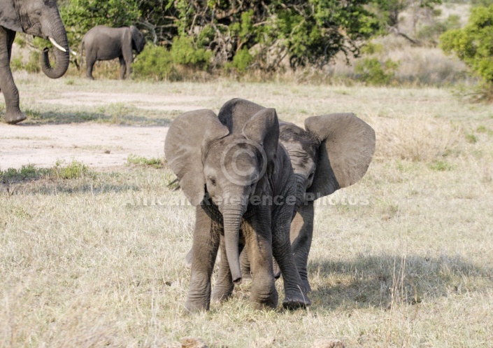 Elephant Babies Romping