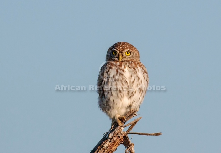 Pearl-spotted Owlet