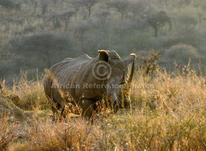 White Rhinoceros in Morning Light