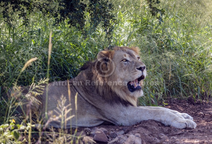 Lion Male Resting in Shade