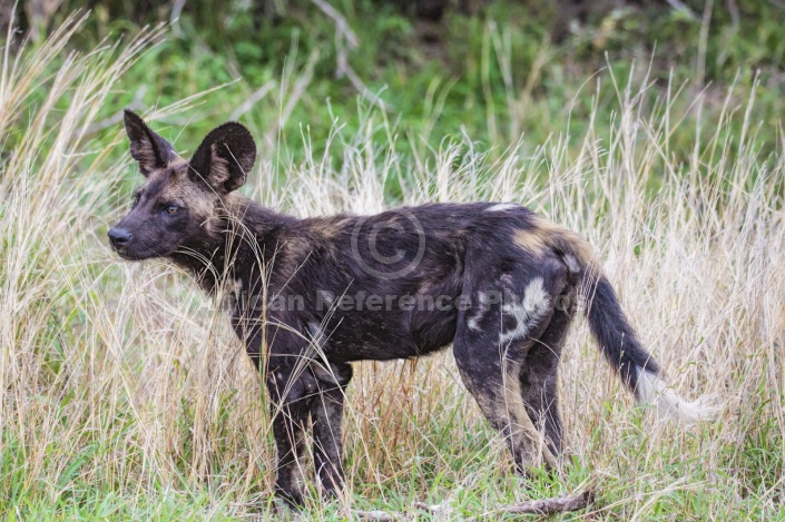 Wild Dog