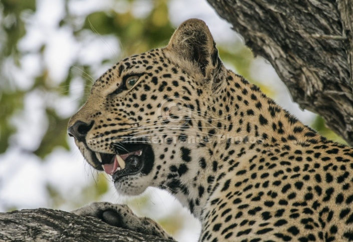 Leopard in Tree, close-up