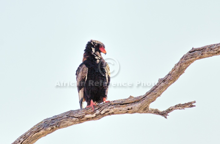 Bateleur Eagle