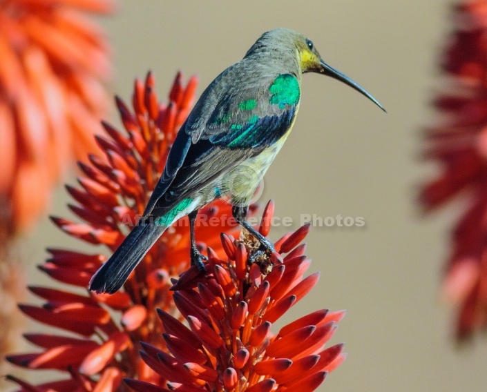 Malachite Sunbird on Aloe