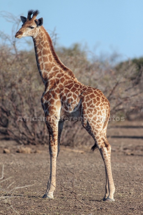 Baby Giraffe